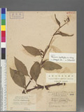 Persicaria lapathifolia (L.) Gray