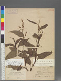 Persicaria lapathifolia (L.) Gray