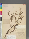 Persicaria lapathifolia (L.) Gray