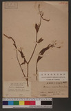 Polygonum japonicum Meisn. õ