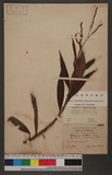 Polygonum barbatum L. d