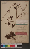 Polygonum senticosum (Meisn.) Franch. & Sav. d