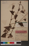 Polygonum senticosum (Meisn.) Franch. & Sav. d