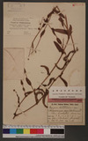 Polygonum sagittatum L. bd