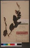 Polygonum tinctorium Lour