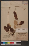 Polygonum virginianum L. var. filiforme (Thunb. ex Murray) Nakai u