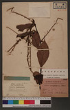 Polygonum virginianum L. var. filiforme (Thunb. ex Murray) Nakai u