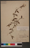 Boerhavia diffusa L. Ӥ