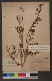 Sesuvium portulacastrum (L.) L. 海馬齒