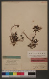 Sesuvium portulacastrum (L.) L. 