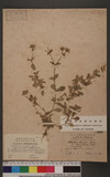 Cerastium triviale Link var. glandulosa. Koch