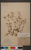 Cerastium triviale Link var. glandulosa. Koch