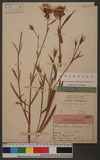 Dianthus chinensis L. ۦ