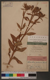 Dianthus japonicus Thunb. 饻ۦ