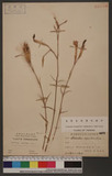 Dianthus superbus L. var. longicalycinus (Maxim.) Will. £