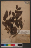 Sycopsis sinensis Oliver 