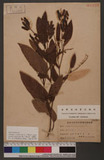Tadehagi triquetrum (L.) H. Ohashi subsp. pseudotriquetrum (DC.) H. Ohashi 葫蘆茶