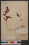 Tadehagi triquetrum (L.) H. Ohashi subsp. pseudotriquetrum (DC.) H. Ohashi Ī