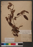 Tadehagi triquetrum (L.) H. Ohashi subsp. pseudotriquetrum (DC.) H. Ohashi 葫蘆茶