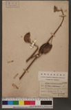 Abelmoschus moschatus (L.) Medikus 