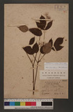 Aralia cordata Thunb. subsp. taiwaniana (Y. C. Liu & F. Y. Lu) J. Wen