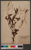 Persicaria flaccida (Meisn.) Nakai ex Sasaki