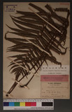 Thelypteris parasitica Kuntye