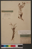 Arenaria capillaris Poir