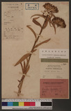 Dianthus armeria L...