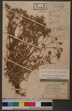 Cerastium triviale Link. var. glandulosa Koch