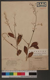 Talinum triangulare Willd. var. crassifolium Hort. H