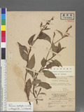 Persicaria lapathifolia (L.) Gray