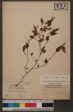 Polygonum alatum Hamilt.