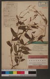 Polygonum Blumei Meisn