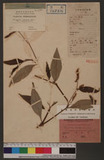 Polygonum nodosum pers. var. incanum Ledeb