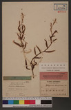 Polygonum kawagoeanum Makino Ld