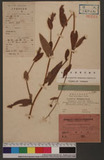 Polygonum aestivum Makino