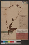 Polygonum tinctomum Lour