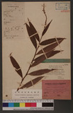 Polygonum japonicum Meisn. õ