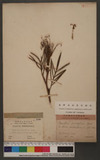 Grevillea juncifolia Hook in Flora Australiensis V5. P. 447