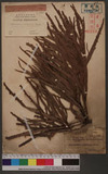 Muehlenbeckia platyclada (F. V. Muell.) Meisn. ˸`d