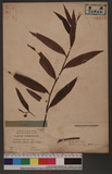 Polygonum japonicum Meisn. õ