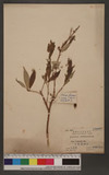 Ficus erecta Thunb. var. beecheyana (Hook. & Arn.) King ź_