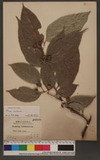 Ficus irisana Elmer ߸_