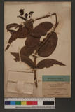 Loranthus boholensis Merr