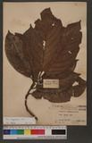 Ficus benguetensis Merr