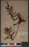 Christella acuminata (Houtt.) Lev. 