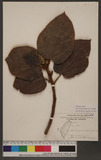 Ficus esquiroliana H. Lév. _