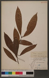 Ficus nervosa Heyne