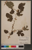 Morus alba L. 桑樹